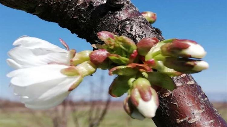 Μονίλια κερασιάς