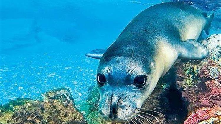 Μνημόνιο για την ενίσχυση της φύλαξης του Εθνικού Θαλάσσιου Πάρκου Αλοννήσου Β. Σποράδων