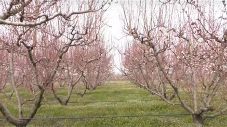 Βασιλειάδης: Ανοίγει οριστικά ο δρόμος των αποζημιώσεων για τις καλλιέργειες που επλήγησαν στο προανθικό στάδιο