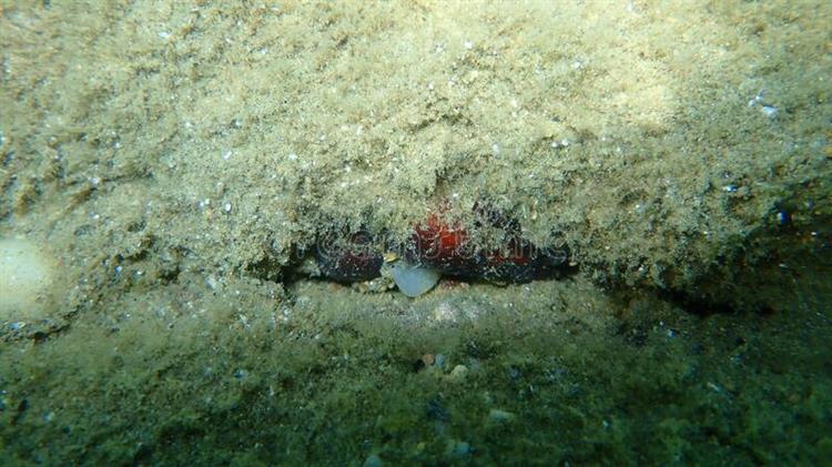 Ενημέρωση αλιέων για τα ρυθμιστικά μέτρα για την αλιεία ειδών φούσκας του γένους Microcosmus spp