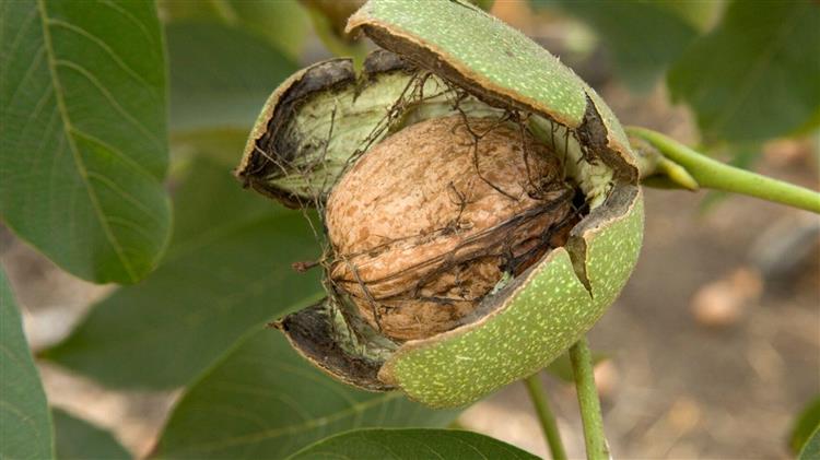 Μαζική καρπόπτωση σε καρυδέωνες στην Ελασσόνα