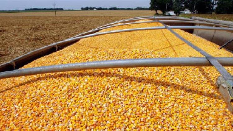 Καλαμπόκι: Προοπτικές για την τιμή του το 2024 και η επίδραση στην αιθανόλη