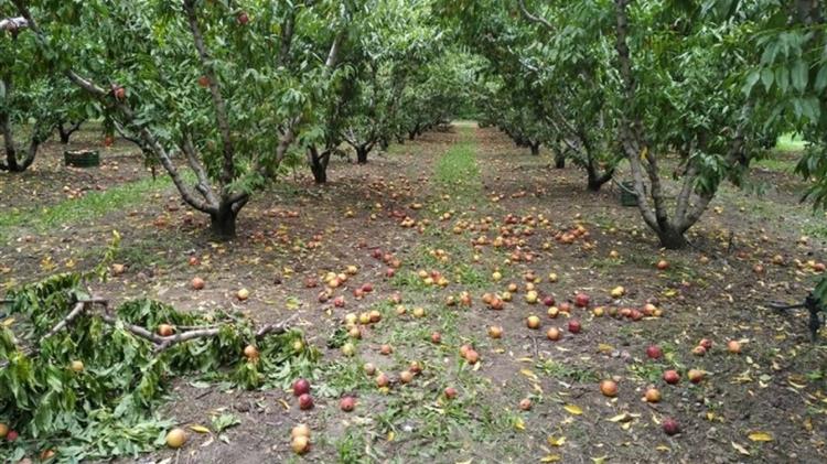 Παρέμβαση για εκτίμηση της ζημιάς από την καρπόπτωση ροδακίνων