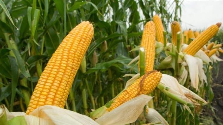 Ζεϊμπέκ : Για στήριξη παραγωγών αραβοσίτου σε Αν. Μακεδονία