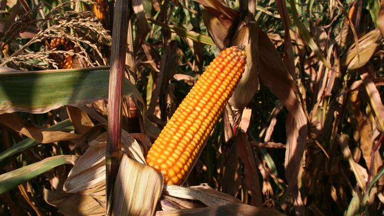 Συνδεδεμένες Ενισχύσεις 2023: Αργοπορίες στις αιτήσεις και στις πληρωμές - Τι συμβαίνει;