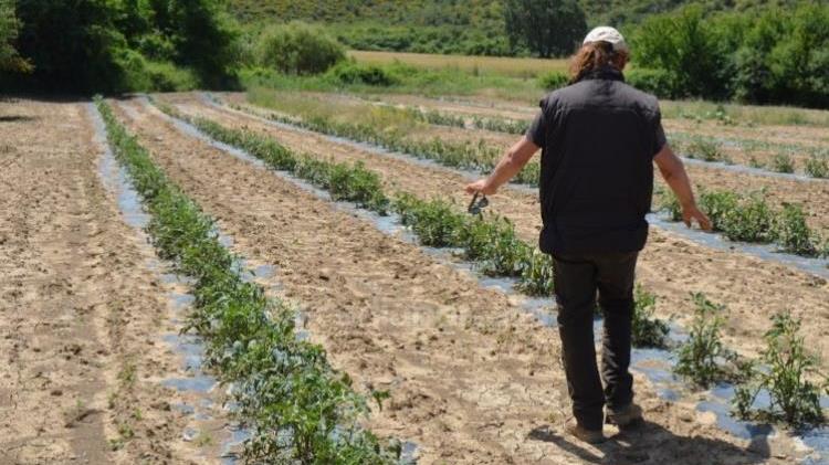 Συσκέψεις στον ΕΛΓΑ  για τις ζημιές στην αγροτική παραγωγή του Δήμου Τρίπολης