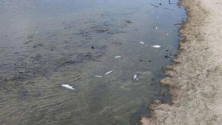 Ηράκλειο: Νεκρά ψάρια στις εκβολές του ποταμού Αποσελέμη-Έρευνα από το ΕΛΚΕΘΕ