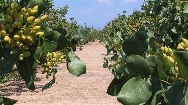 Προστασία της φιστικιάς:  Αντιμετώπιση εντόμων κατά την περίοδο του λήθαργου