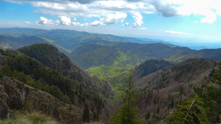 Παρθένο δάσος Φρακτού: Εκεί όπου τα δέντρα πεθαίνουν όρθια