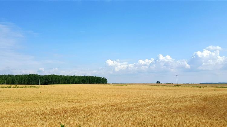 Bloomberg: Η υπερπληθώρα σιτηρών δοκιμάζει την καλή θέληση των Ανατολικοευρωπαίων απέναντι στην Ουκρανία