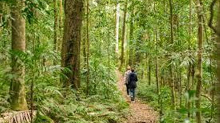 Κλιματική αλλαγή: Τα δέντρα στις τροπικές περιοχές της Αυστραλίας πεθαίνουν δύο φορές ταχύτερα