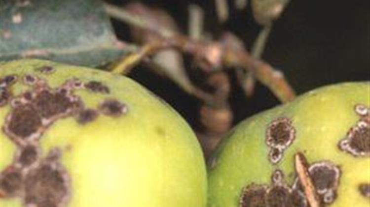 Γεωργικές Προειδοποιήσεις για την Καρπόκαψα Μηλιάς