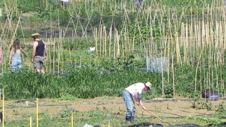 Οχτώ χιλιάδες Θεσσαλονικείς δημιούργησαν δικό τους βιολογικό λαχανόκηπο στο Αγρόκτημα του ΑΠΘ