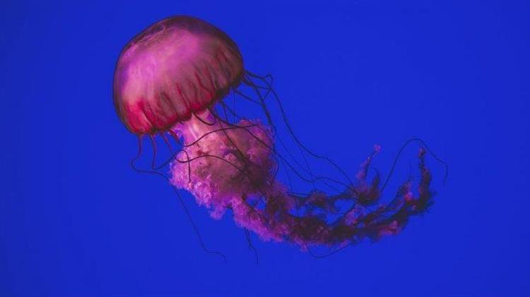 Μωβ Μέδουσες: Πού έχουν εμφανιστεί στην Ελλαδα