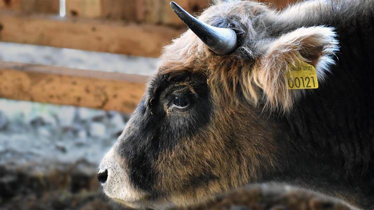 «Ελληνικές Φυλές Ζώων - ένας κρυμμένος θησαυρός»