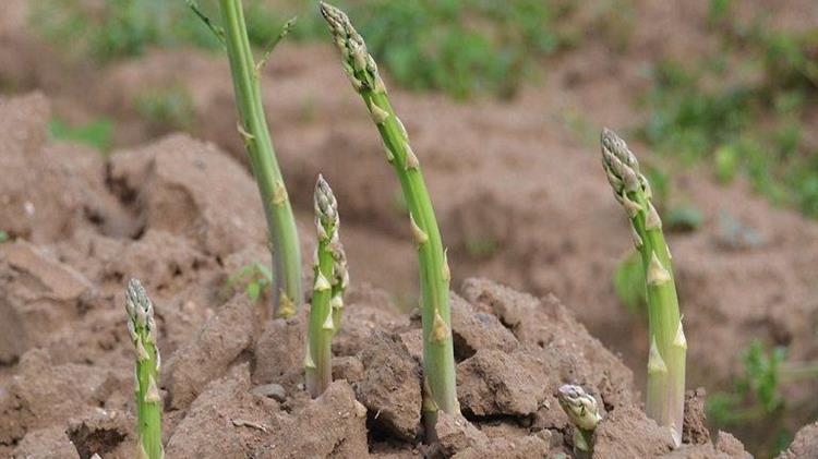 Σπαράγγι: Μέχρι και 60% οι ζημιές λόγω κακοκαιρίας που καθυστέρησε τη συγκομιδή