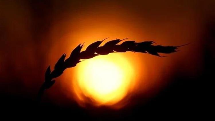 Ζαχάροβα: Δεν ευθύνεται η Ρωσία για την παγκόσμια επισιτιστική κρίση