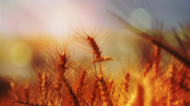 ΕΕ: 100 εκατ. ευρώ για τους αγρότες της ανατολικής Ευρώπης