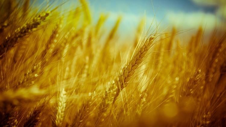 Τουρκία: Την ερχόμενη εβδομάδα η υπογραφή της συμφωνίας για τις εξαγωγές σιτηρών από την Ουκρανία