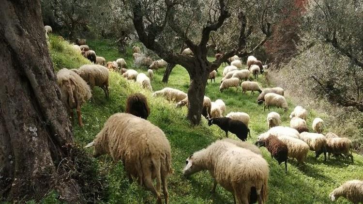 Απογραφή Ζωικού Πληθυσμού
