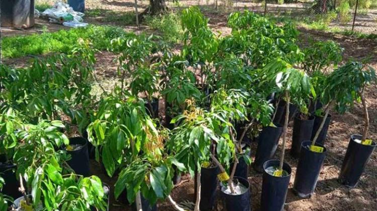 Επίσκεψη του αντιπεριφερειάρχη Πρωτογενούς Τομέα σε πιλοτικό αγρό υποτροπικών φυτών