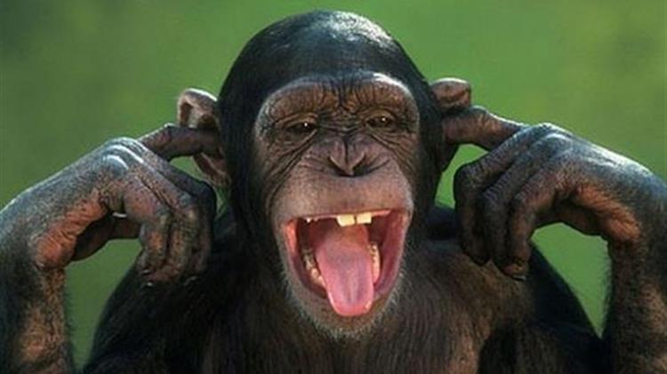 ΟΖΟΣΟΕΛ: Θανάτωση χιμπατζή, ο οποίος διέφυγε από τον χώρο στον οποίο βρισκόταν στο Αττικό Ζωολογικό Πάρκο