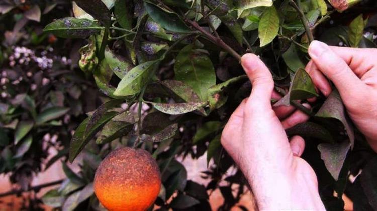 Εμφανίστηκε ο Μαύρος Ακανθώδης Αλευρώδης