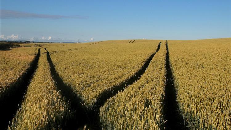 Η ΕΕ σχεδιάζει την επιβολή δασμών στα σιτηρά που εισάγει από τη Ρωσία