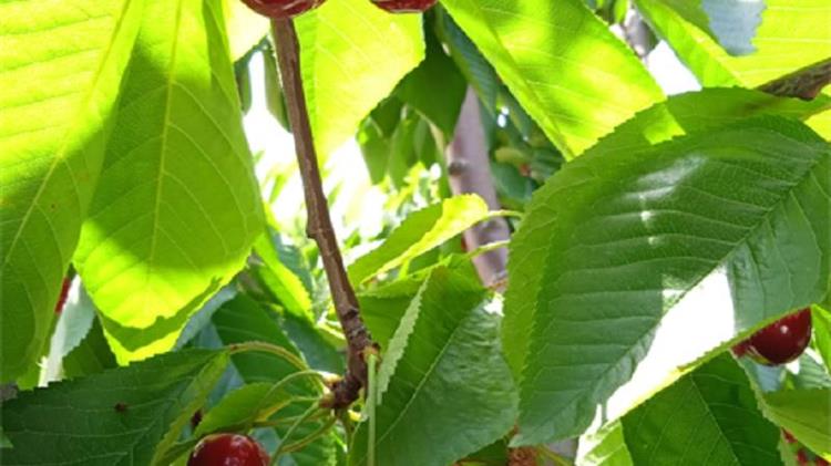 Λάρισα: Συγκέντρωση διαμαρτυρίας αγροτών στη «Γιορτή Κερασιού»