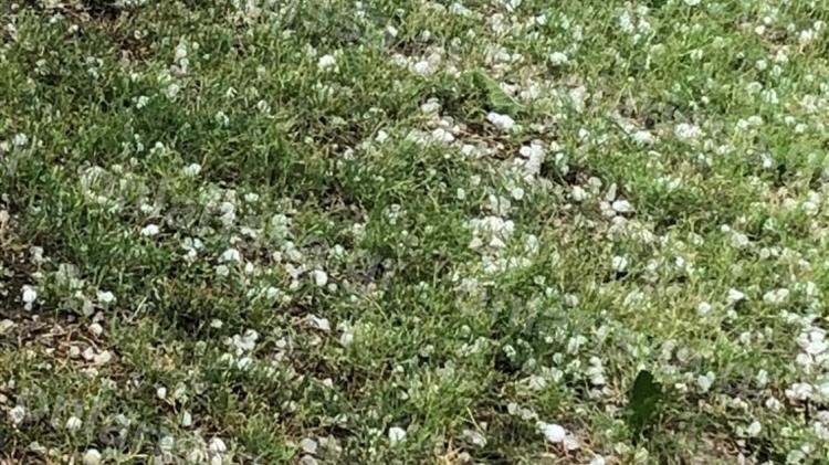 Νέο σοκ για τους αγρότες στη Λάρισα: Χαλαζόπτωση σε Πλατύκαμπο, Χάλκη, Μελία σάρωσε δεκάδες χιλιάδες στρέμματα