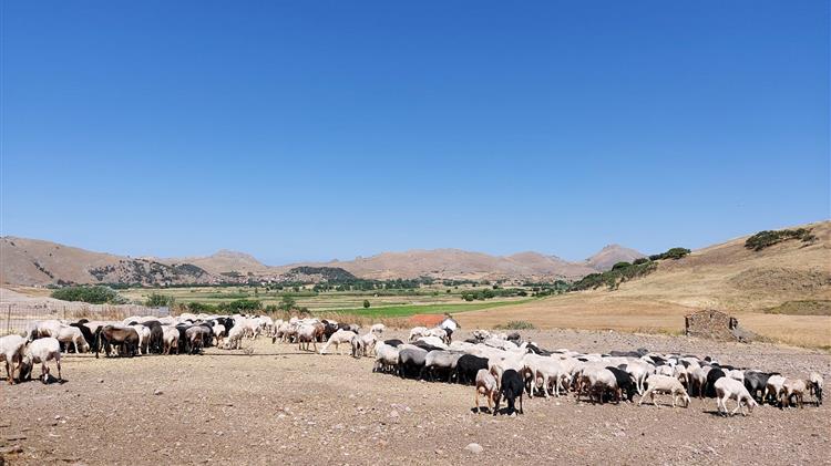 True horror of EU live animal transport  masked in official records