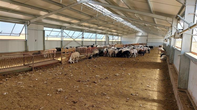 ΣΕΚ: Ανησυχία για την κατάσταση της κτηνοτροφίας