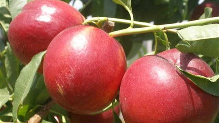 Εχθροί και ασθένειες στα πυρηνόκαρπα