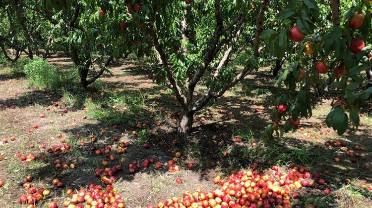 Βασιλειάδης: Σε πληγείσες περιοχές από νέα χαλαζόπτωση