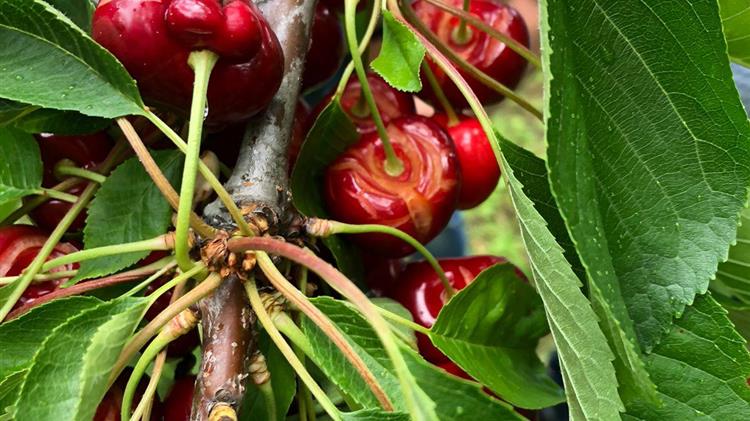 Πέλλα :Σήμερα τα κλιμάκια του ΕΛΓΑ ξεκινούν τους ελέγχους