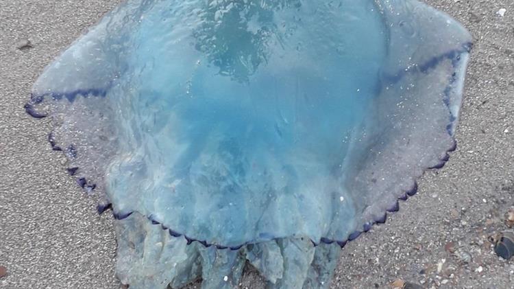 Μετά τις μωβ, έρχονται οι γαλάζιες μέδουσες στις ελληνικές θάλασσες