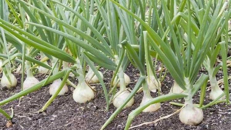 Ζητούνται εργάτες για συγκομιδή σκόρδου στη Νέα Βύσσα Ορεστιάδας