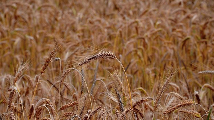 Η τουρκική απαγόρευση των εισαγωγών σιταριού δεν θα επηρεάσει αρνητικά τις αγορές της