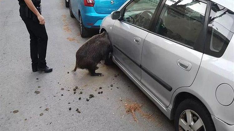 Αγριογούρουνο σφήνωσε σε τροχό αυτοκινήτου