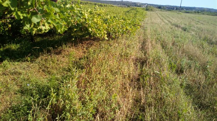 Επιστολή της Αντιπεριφερειάρχη Πιερίας στον ΕΛΓΑ για τις ζημιές σε αμπελώνες