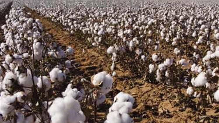 Χωρίς καμία στήριξη οι βαμβακοκαλλιεργητές της Χαλκιδικής