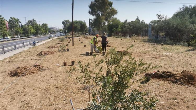 Ένας νέος Ελαιώνας «ζωντανεύει» τον αρχαίο στον Δήμο Αιγάλεω