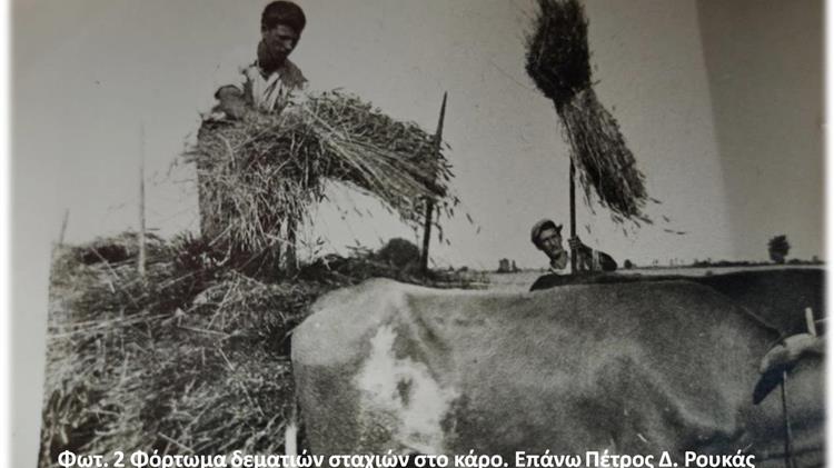 Φόρτωμα και μεταφορά δεματιών σταχιών στον κάμπο της Κατερίνης 1952