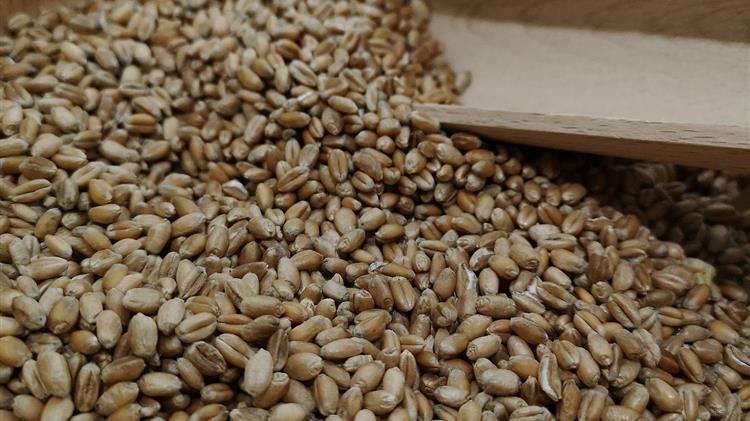 Ουγγαρία: Απαγορεύει τις εισαγωγές ουκρανικών σιτηρών από αύριο