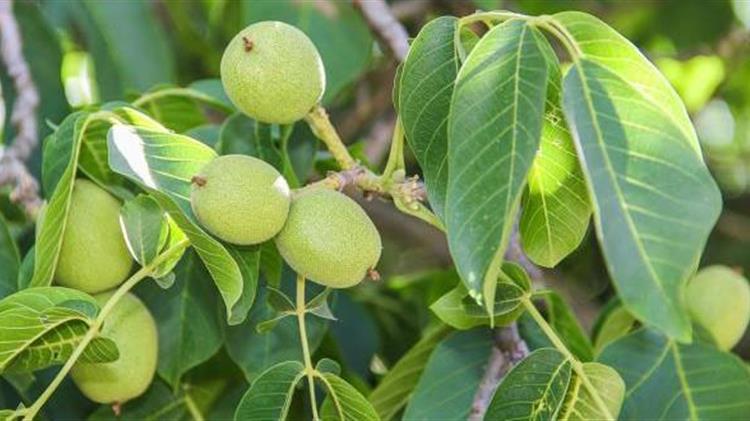 Καρπόκαψα στην καρυδιά