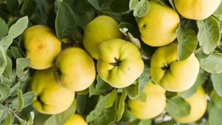 Γεωργικές προειδοποιήσεις για τα αχλάδια και τα κυδώνια