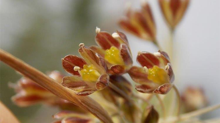 Κιλκίς: Στη Γουμένισσα η πρώτη, παγκοσμίως, καταγραφή νέου είδους φυτού (Allium goumenissanum)