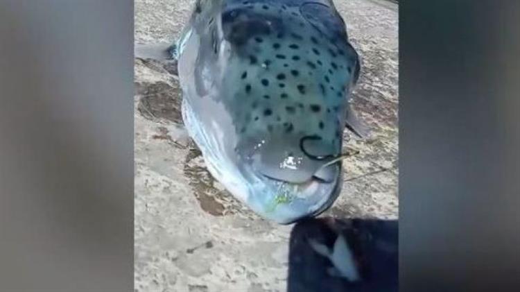 Κάλυμνος:  Λαγοκέφαλος «τέρας» στο αγκίστρι ψαρά