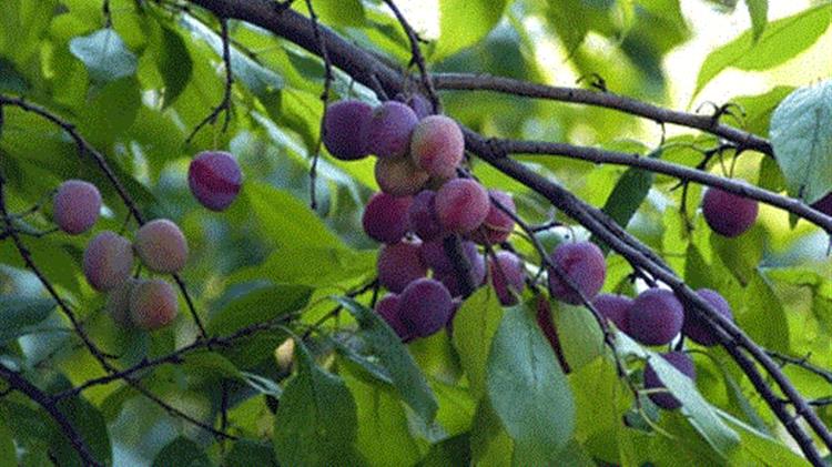 Εχθροί και ασθένειες στα πυρηνόκαρπα