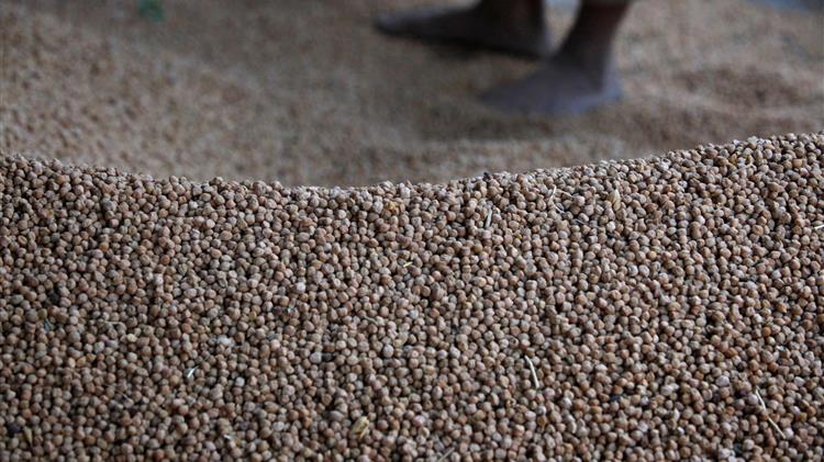 Καμπανάκι από τους καλλιεργητές για παγκόσμια έλλειψη ρεβιθιών